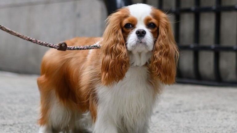 10 Small Dog Breeds That Rarely Have Health Issues