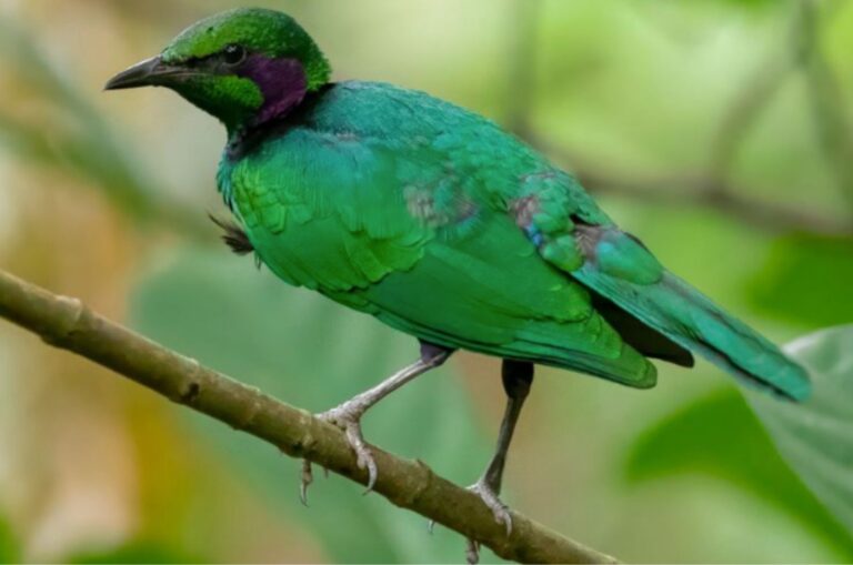 10 Small Pet Birds That Need Minimal Space But Lots of Attention (And 4 That Are Independent)