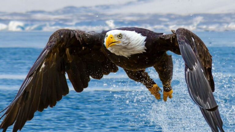 7 Highest Flying Birds Across North America