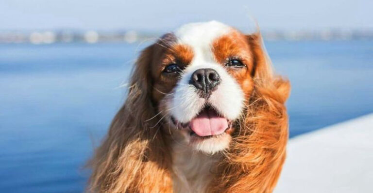 16 Dog Breeds That Will Fill Your Days With Joy, Affection, And Laughter