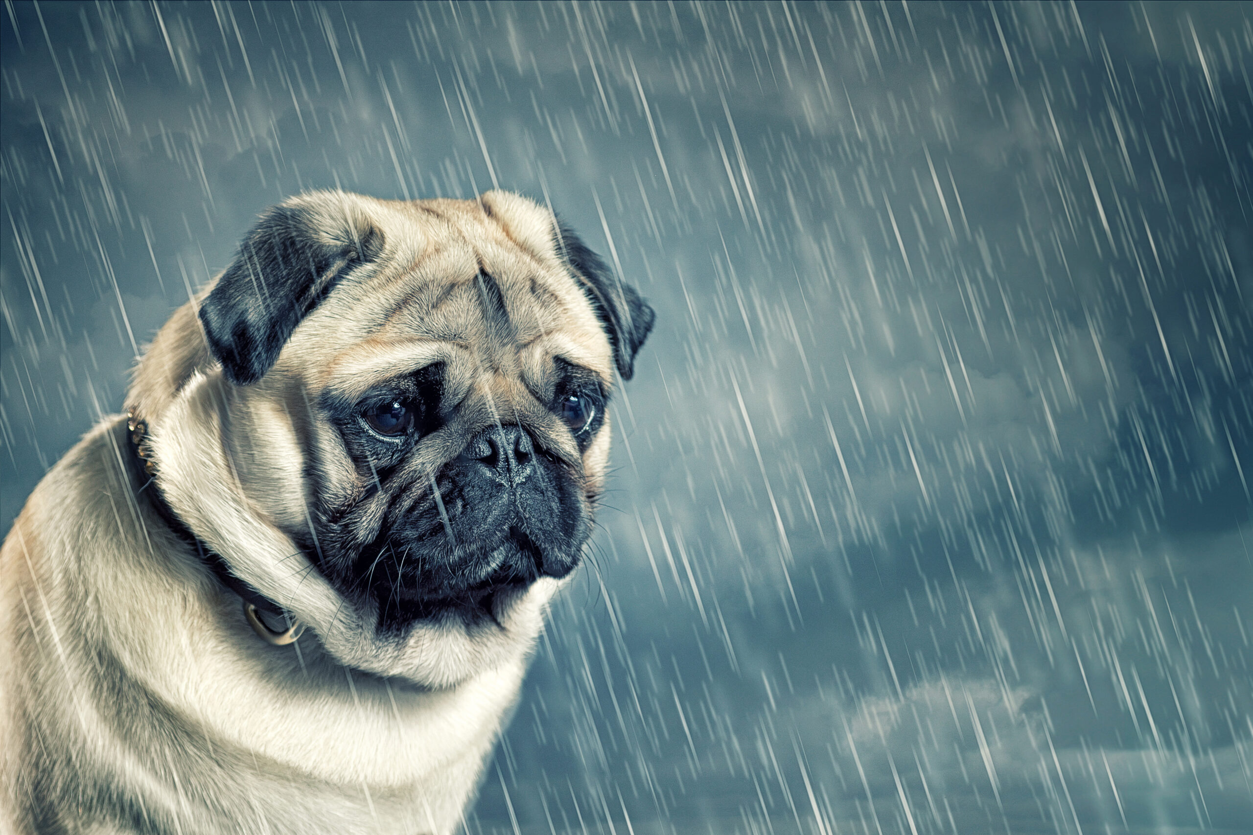 Do Animals Experience Mental Illness 13 Surprising Behaviors That Suggest They Do