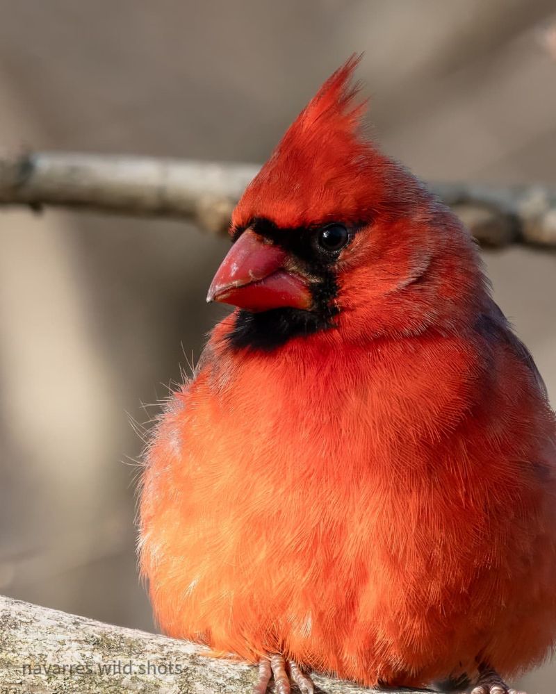 Do Cardinals Carry Messages From Beyond?