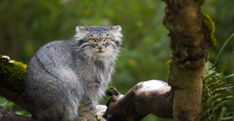 Do Wild Cats Have Higher IQs Than Domestic Cats? 16 Behavior Insights