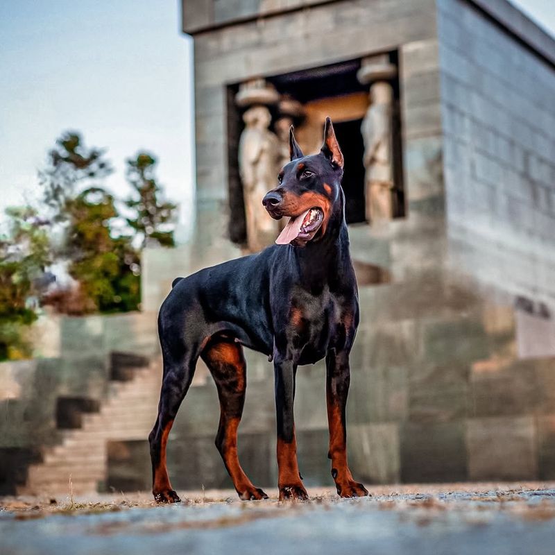 Doberman Pinscher