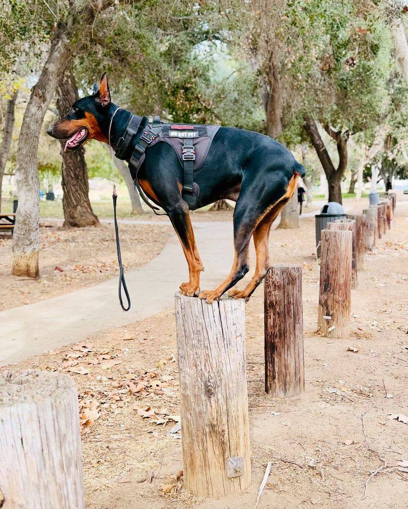 Doberman Pinscher