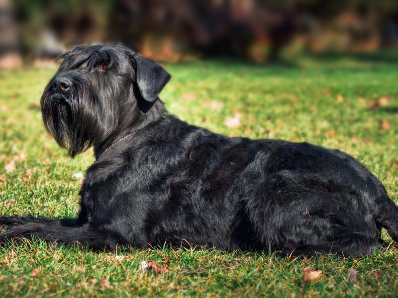 Giant Schnauzer