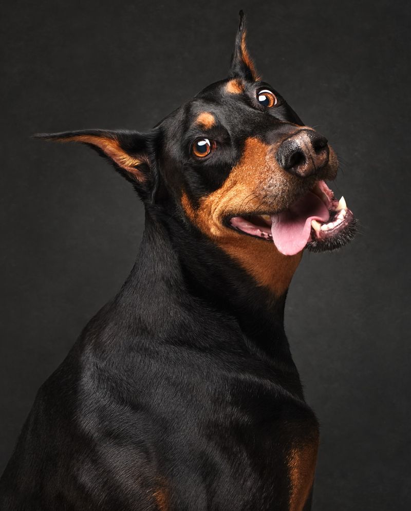 Doberman Pinscher