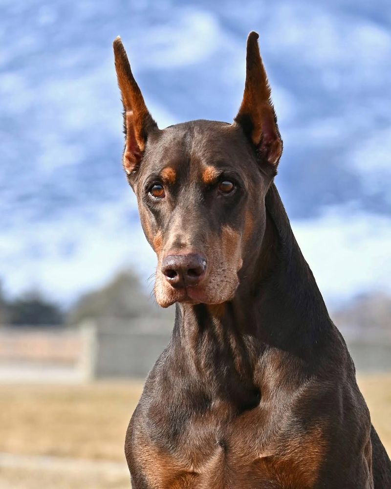 Doberman Pinscher