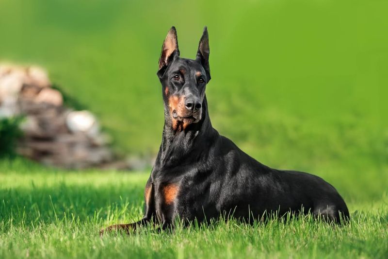 Doberman Pinscher