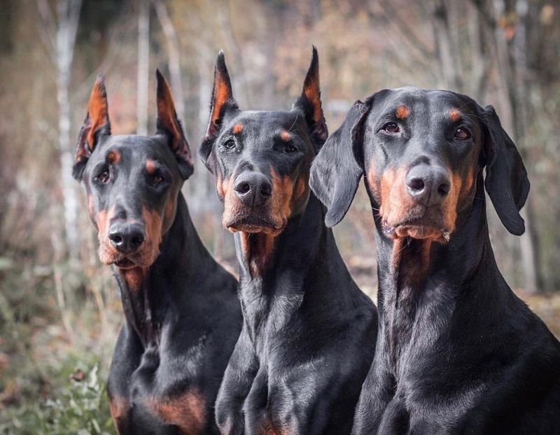 Doberman Pinscher