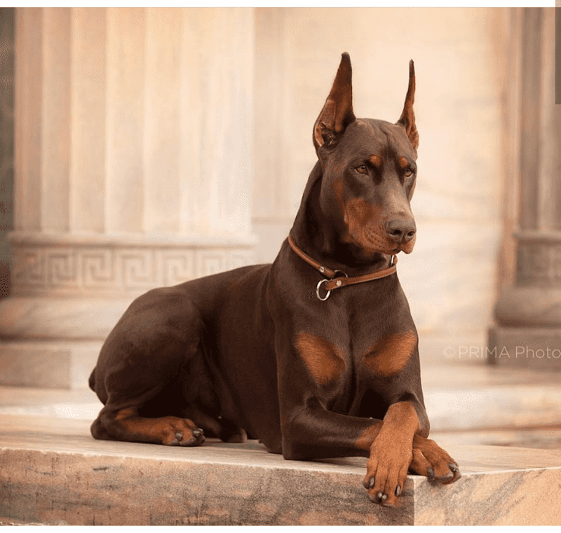 Doberman Pinscher