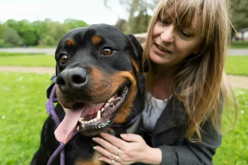 Rottweiler’s Loyalty