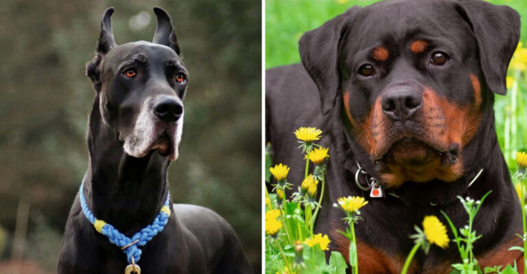 Dobermans Are Amazing, But Are These 14 Breeds Even Better?
