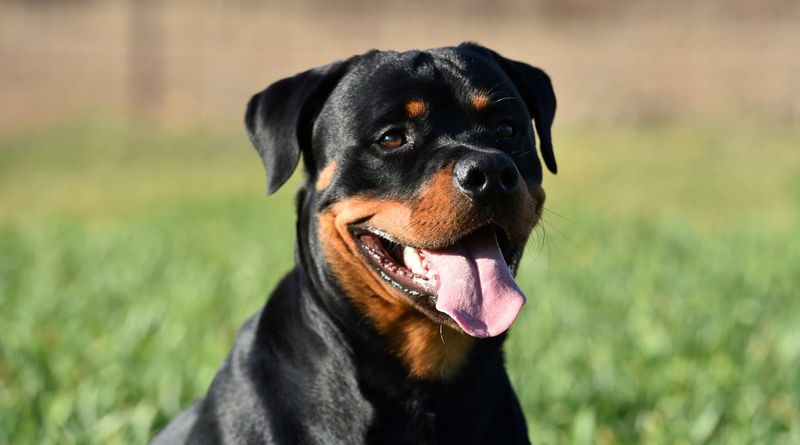 Rottweiler's Gentle Giant Persona