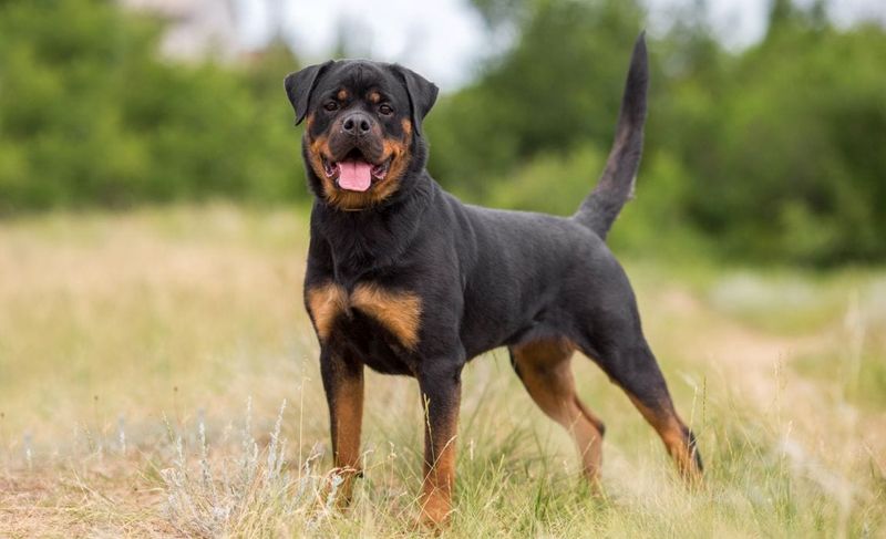 Rottweiler’s Natural Instincts