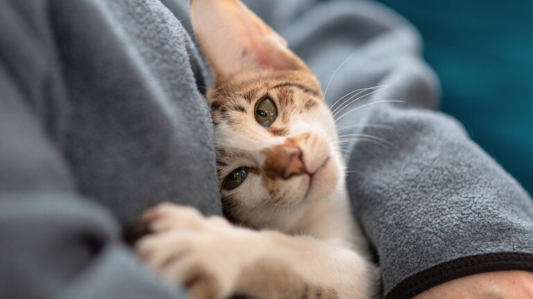 Does Your Cat See You As Family 7 Signs They Do (And 5 They Don’t)