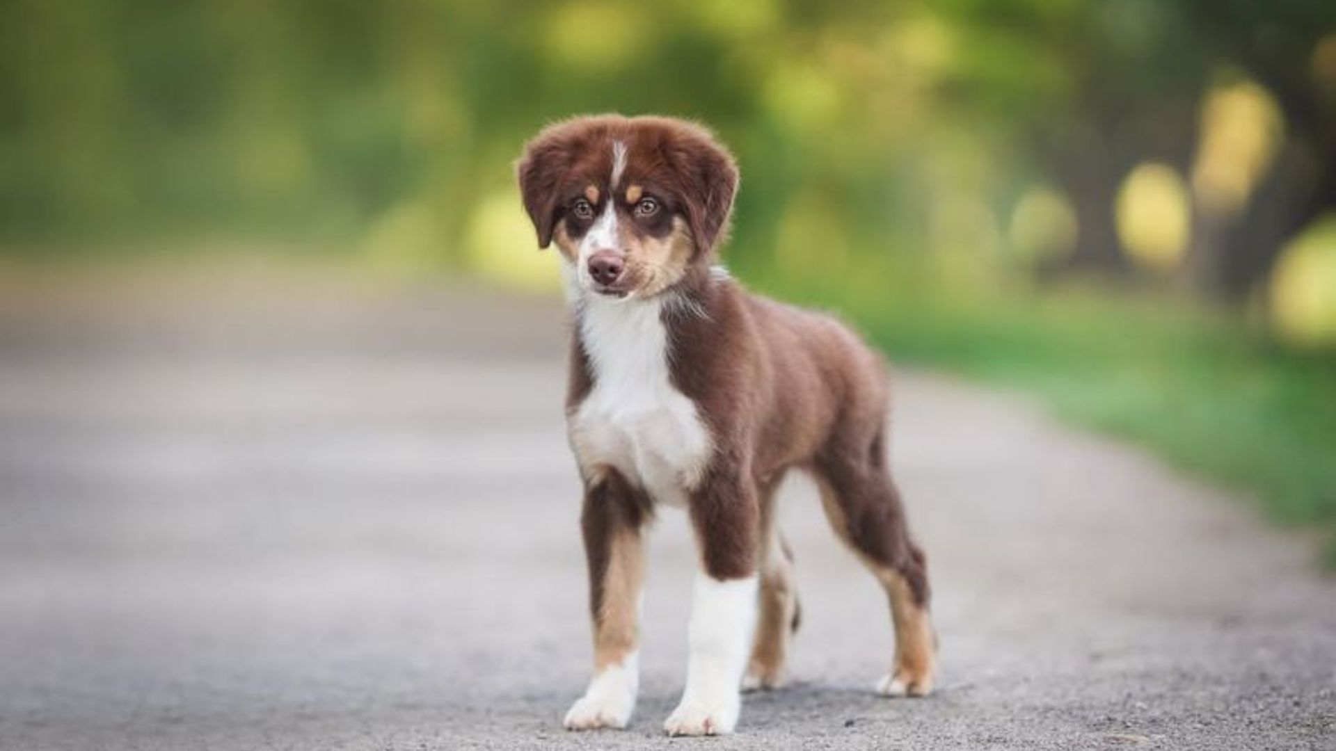 Dog Breeds Born And Bred In America