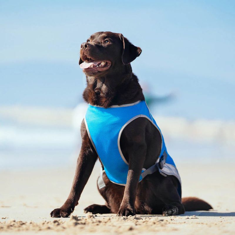 Dog Cooling Vest