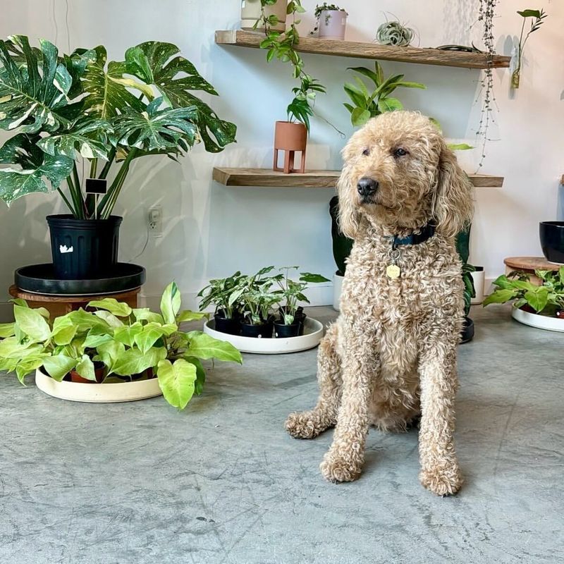 Dog-Friendly Plants