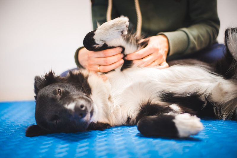 Dog Massage