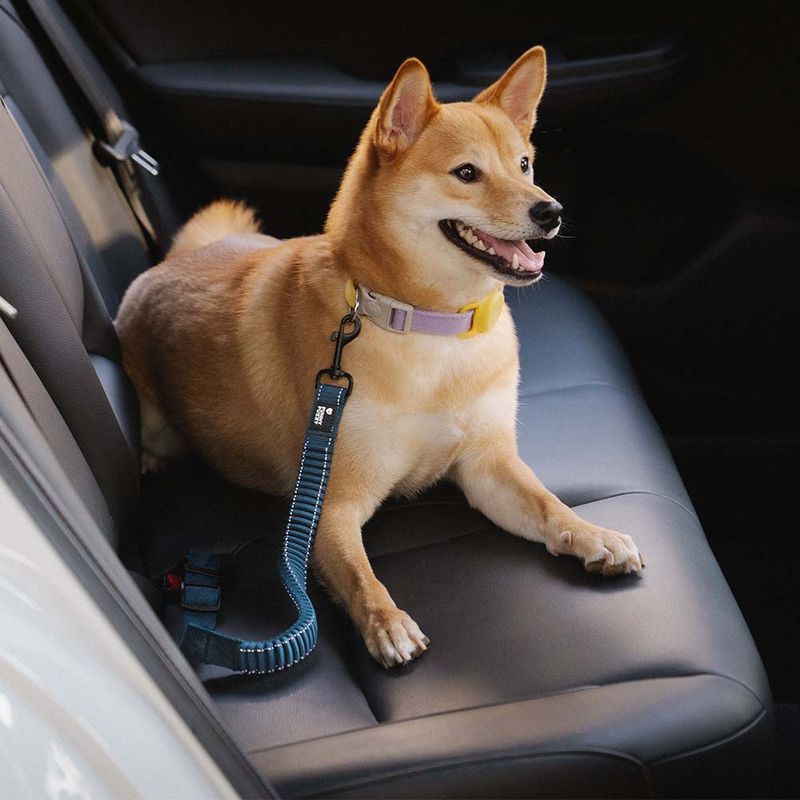 Dog Seat Belt