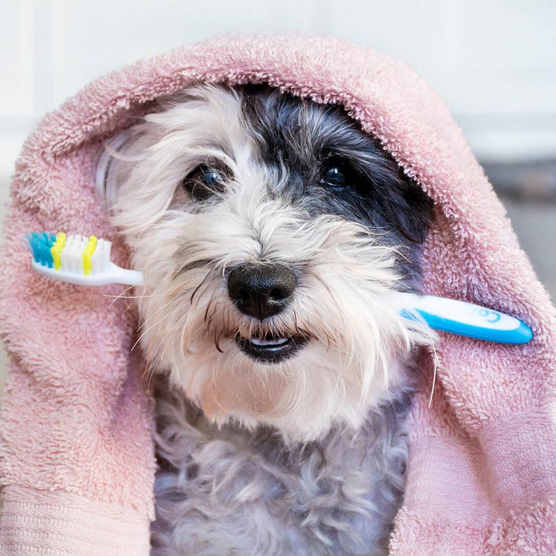 Dog Toothbrush Set