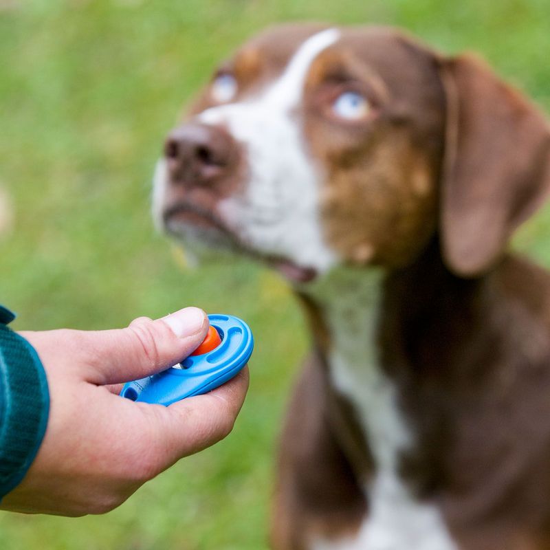 Dog Training Clicker