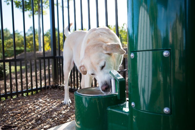 Dog Water Fountain