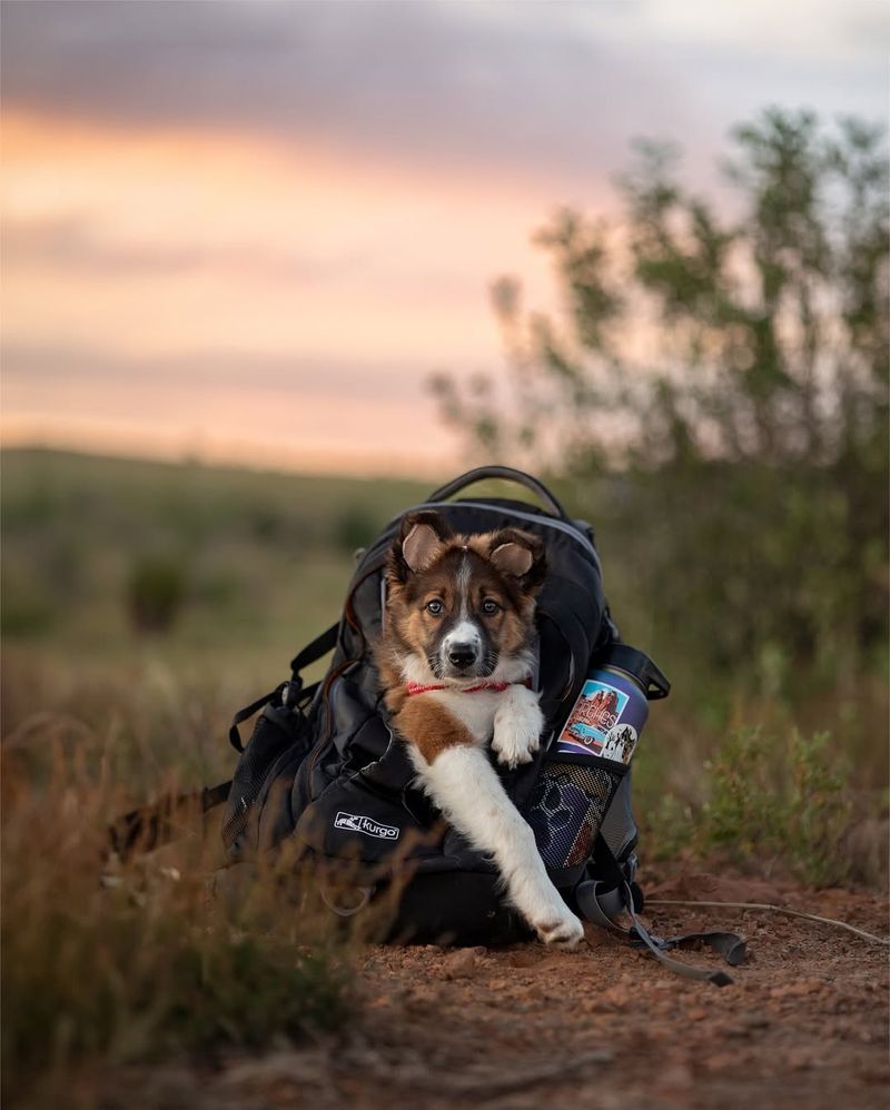 Doggy Backpack