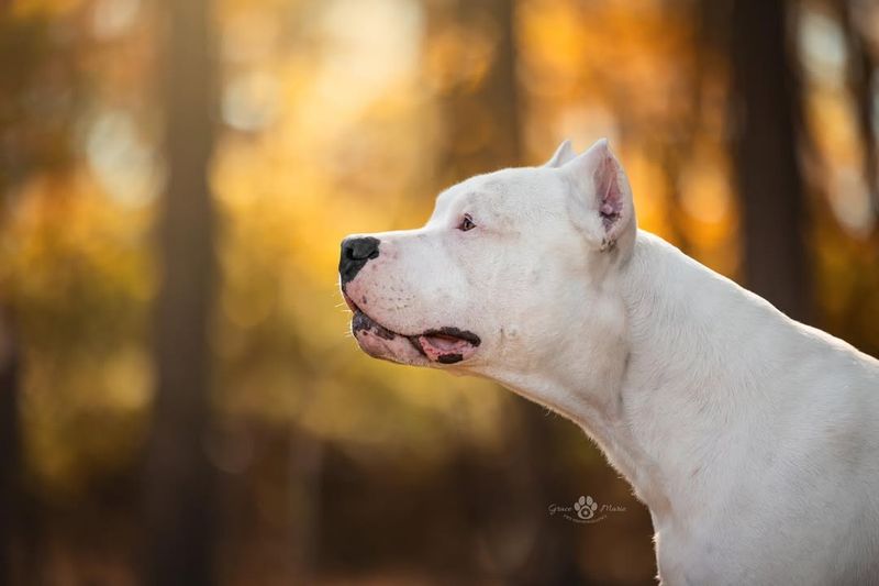 Dogo Argentino