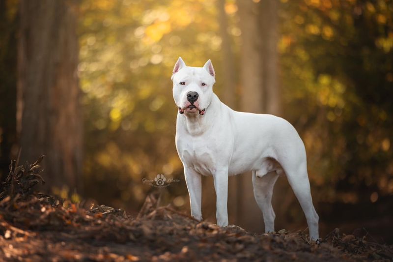 Dogo Argentino