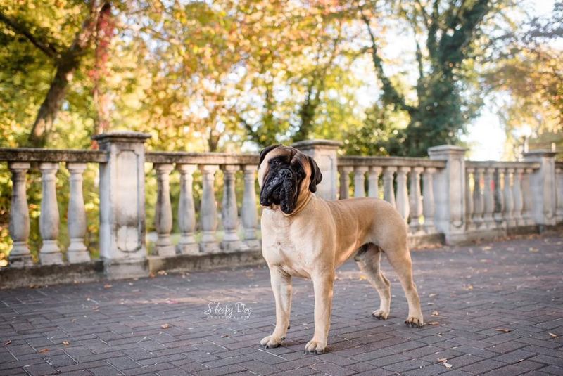 Bullmastiff