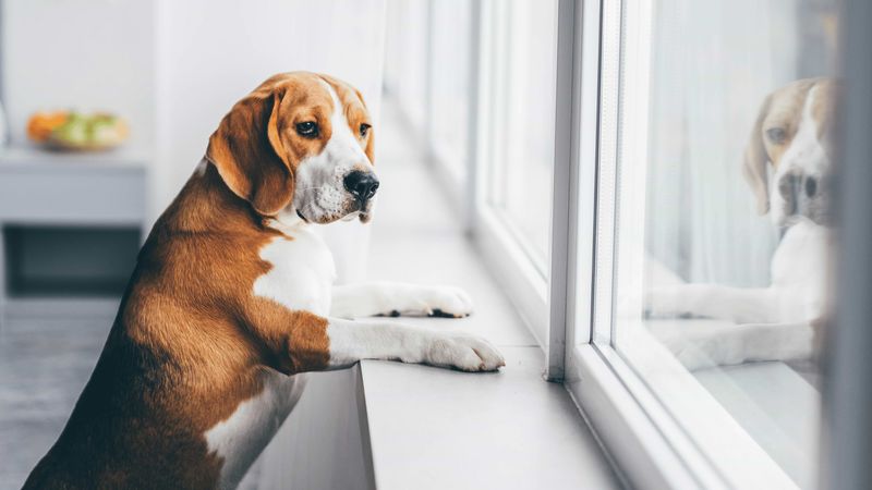 Dogs Don't Like Being Left Alone For Long Periods