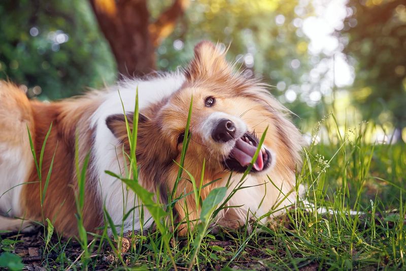 Dogs Eat Grass to Induce Vomiting