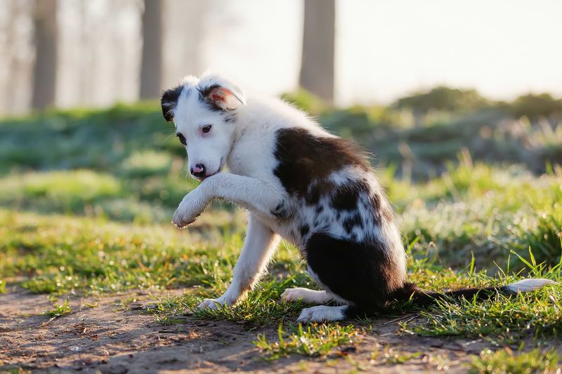 Dogs Lick to Heal Wounds