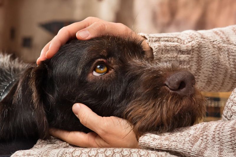 Dogs Remember Your Love And Affection