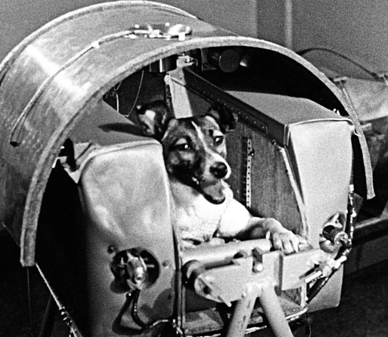 Dogs in Space