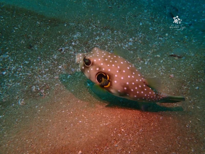 Pufferfish – Self-defense (Inflating)