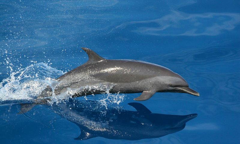 Dolphin