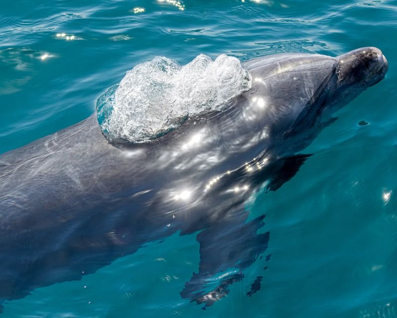 Dolphin Bubble Ring Obsession