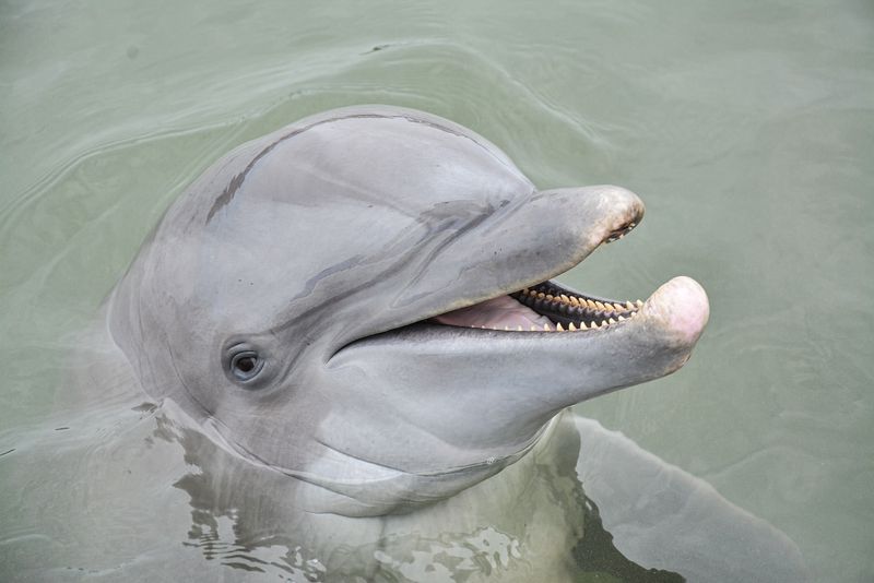 Dolphin