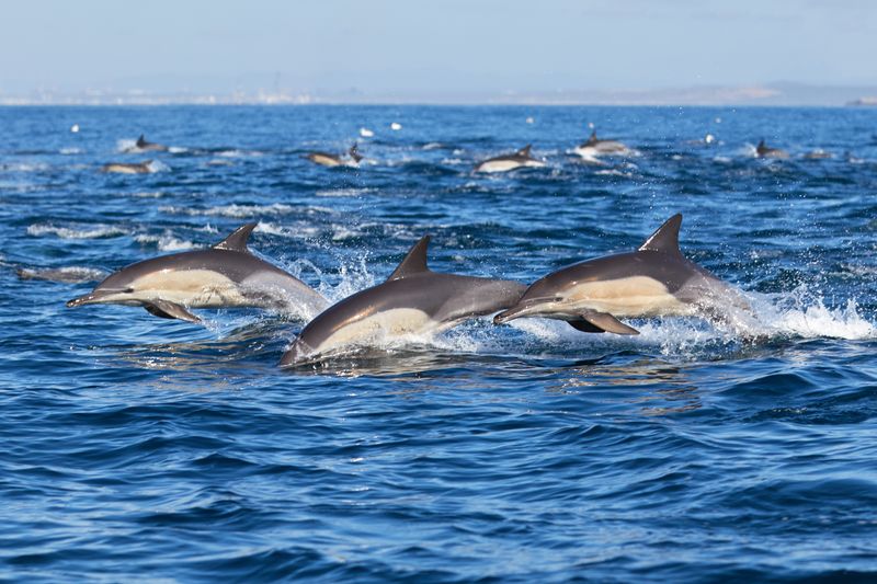 Dolphins