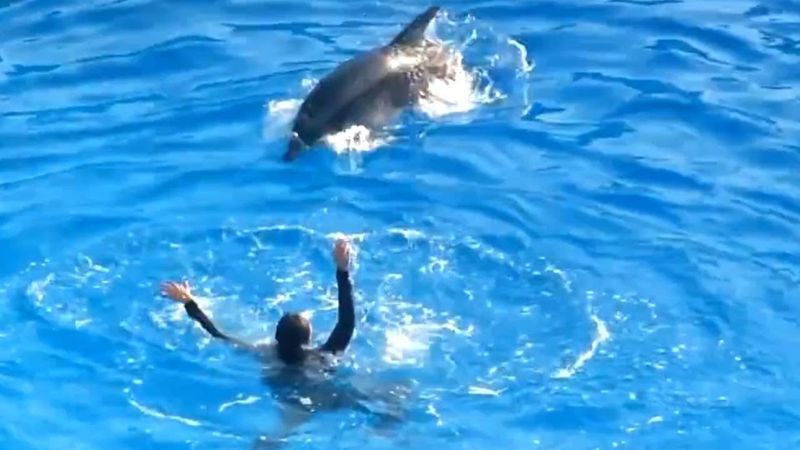 Dolphins Save Drowning Swimmers