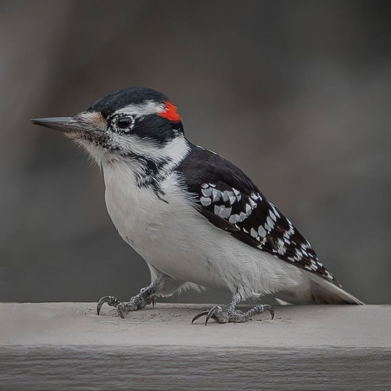 Downy Woodpecker