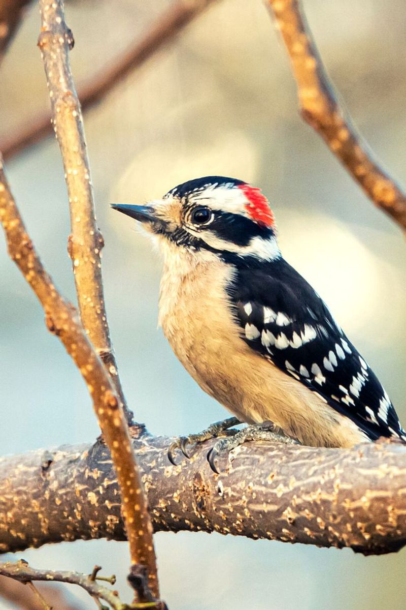 Downy Woodpecker