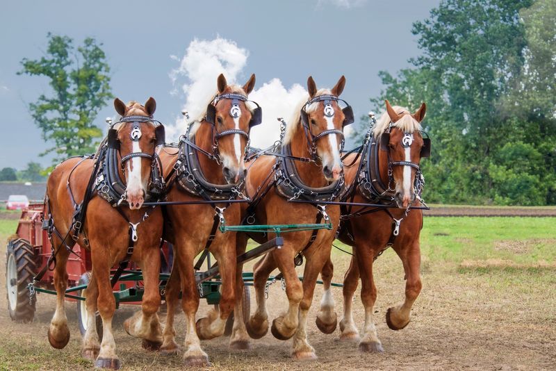 Draft Breeds (Clydesdale, Percheron, Belgian, Shire)