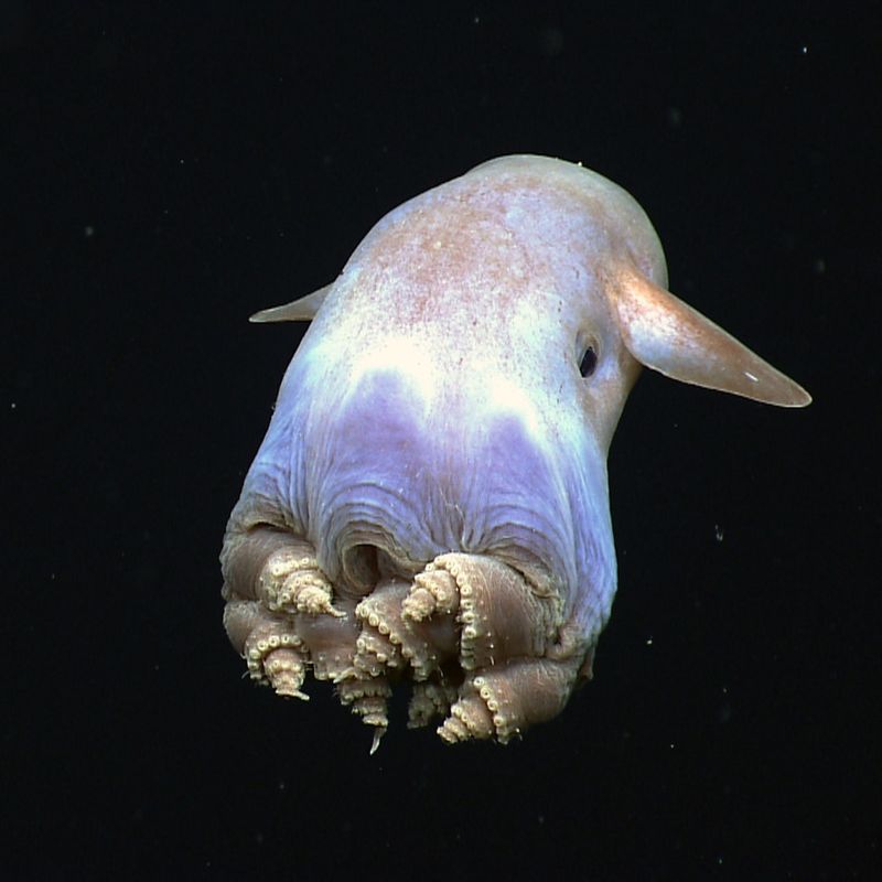 Dumbo Octopus