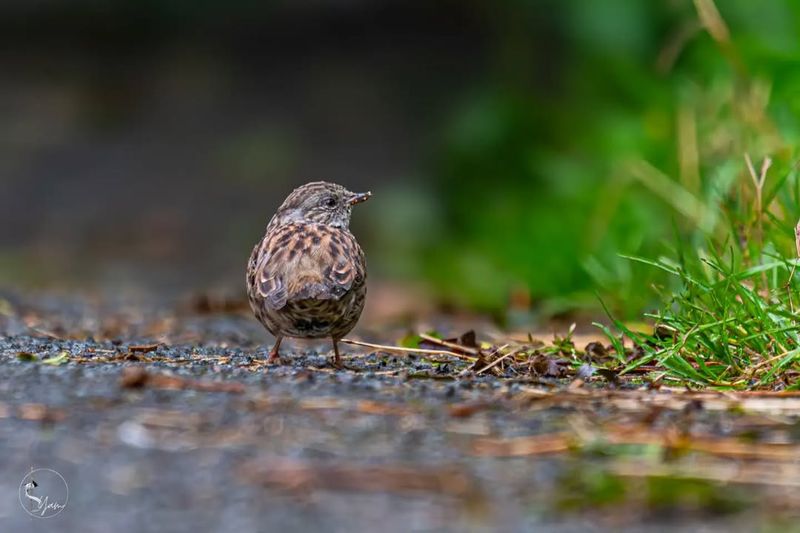 Dunnock