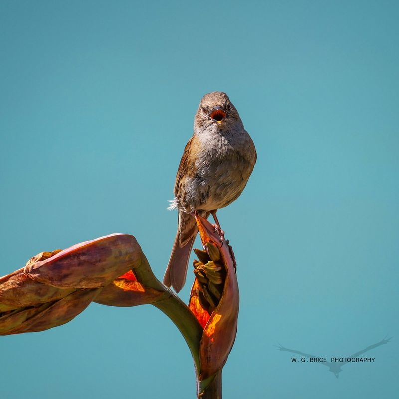 Dunnock