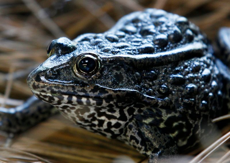 Dusky Gopher Frog